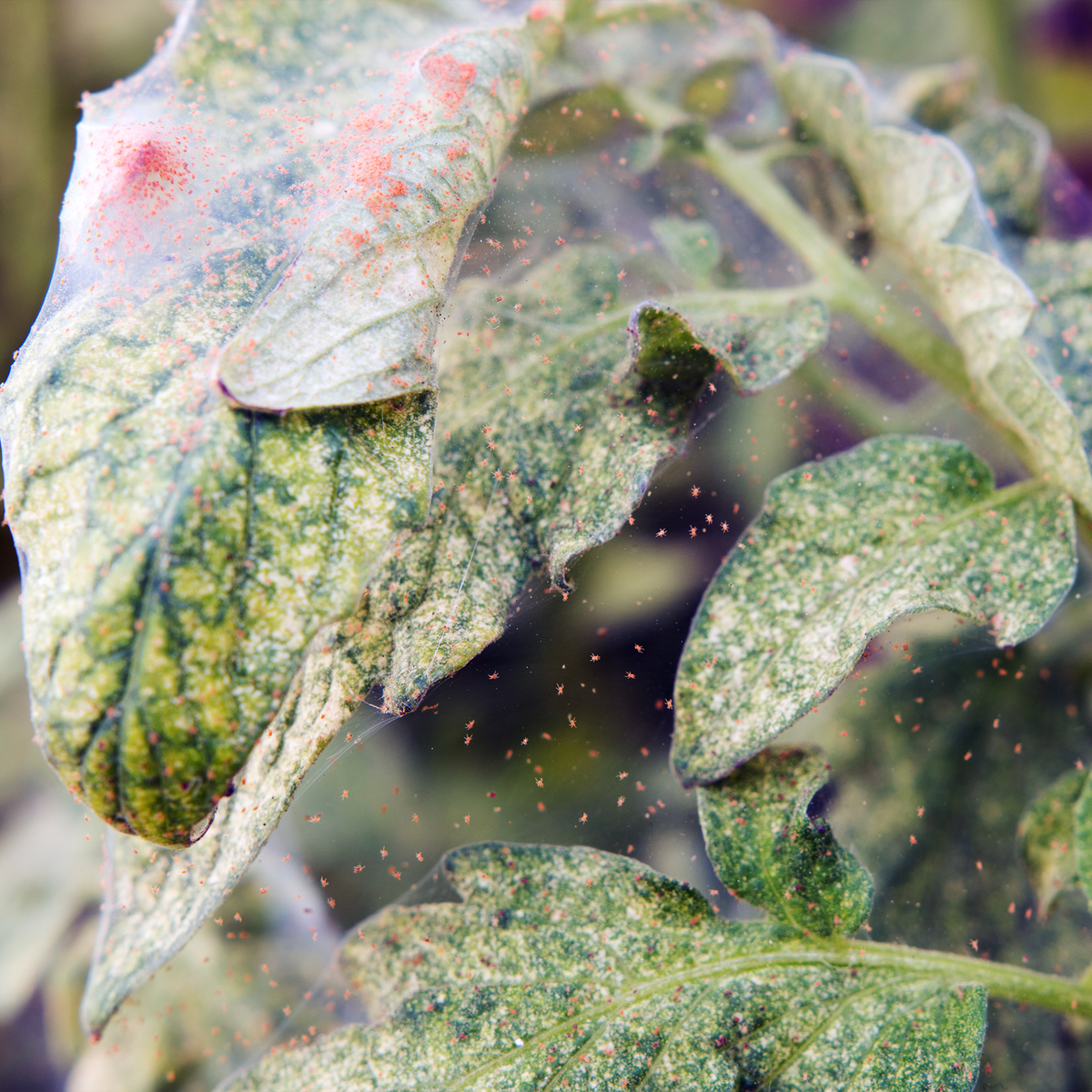 Spider Mites taking over Tomato Plant