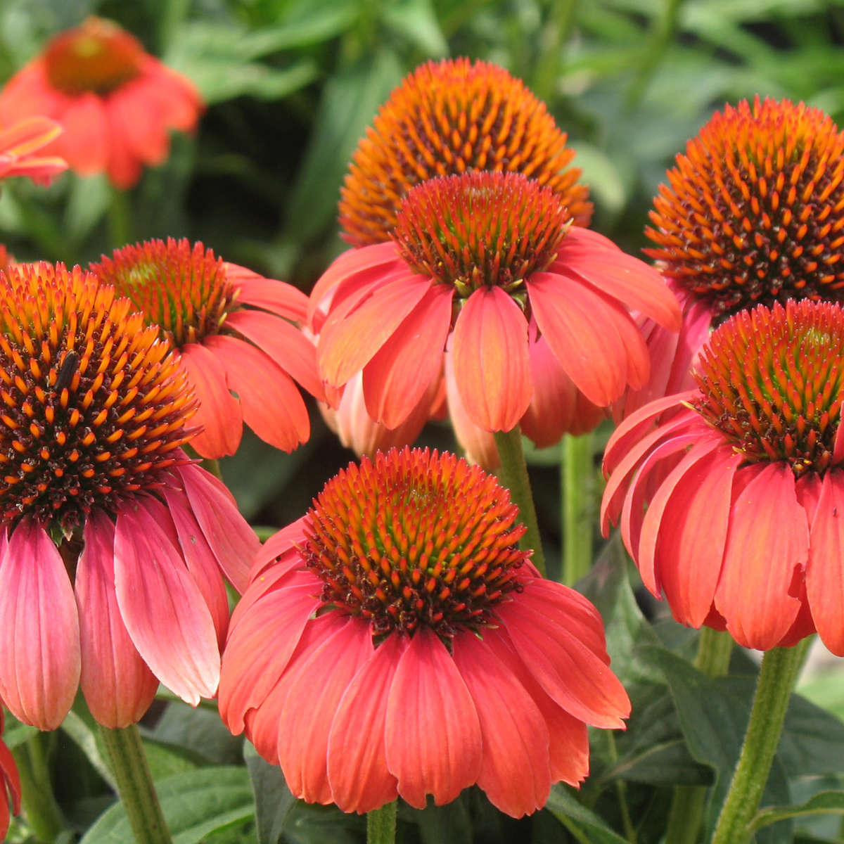 Coneflower blooms
