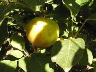 Roxbury Russet antique apple