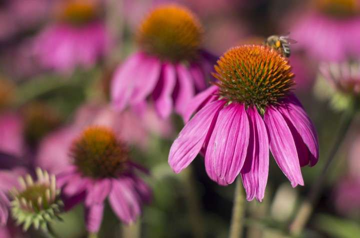 Bee on purple coneflower
