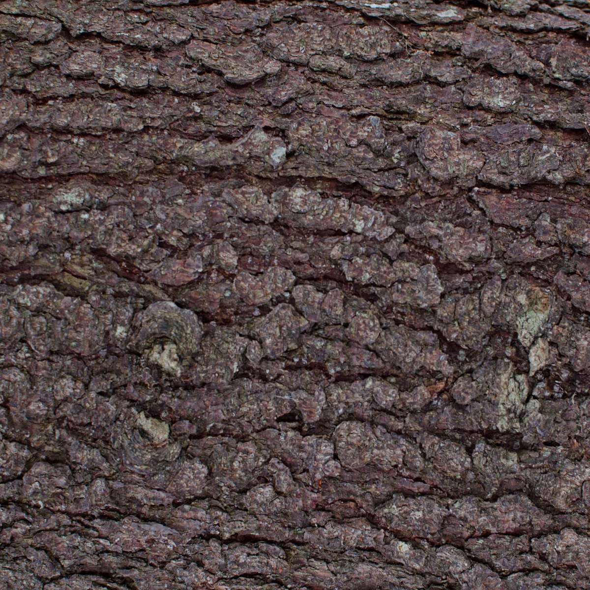 Douglas Fir Bark