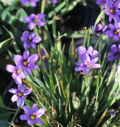 California Blue-Eyed Grass