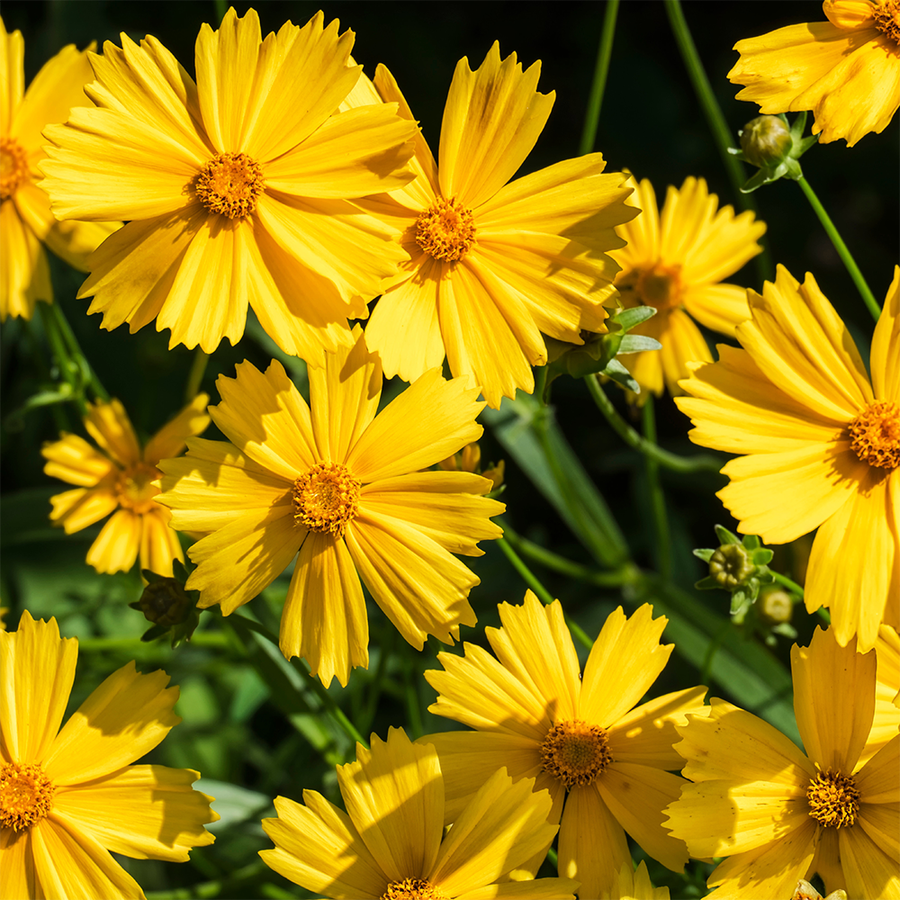 Yellow coreopsis