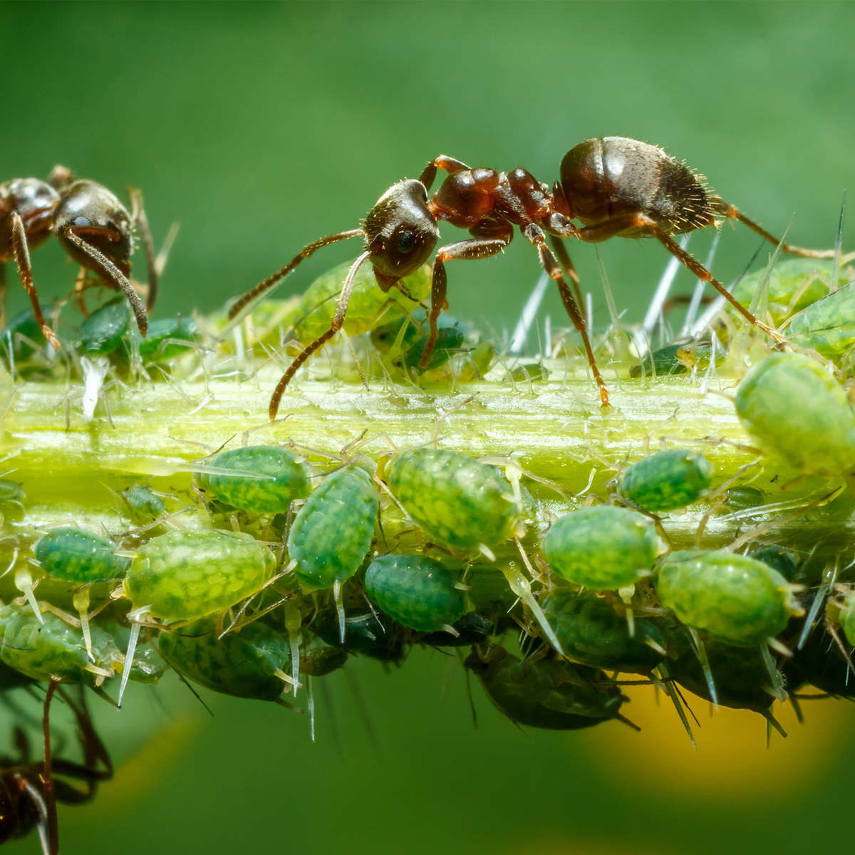 Ants eating aphid excrement on plant.