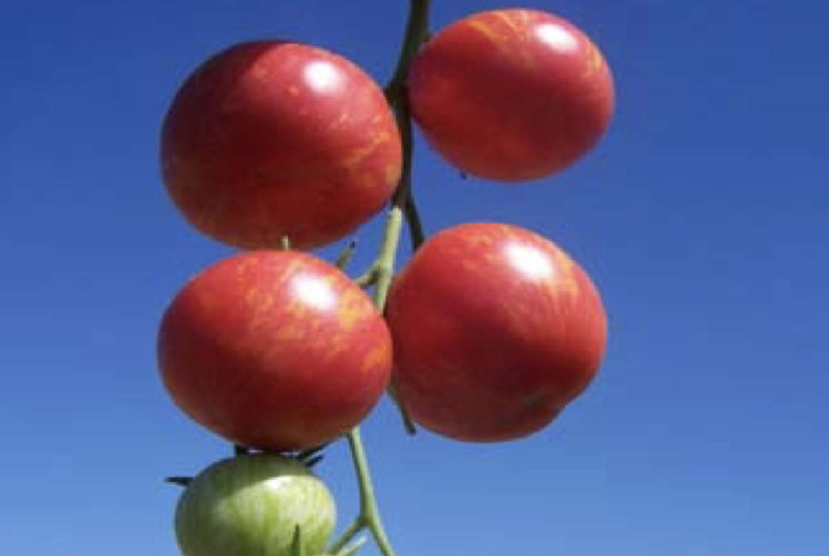 Wild Boar Tomato: Sweet Carneros Pink Wild Boar Tomato: Sweet Carneros Pink