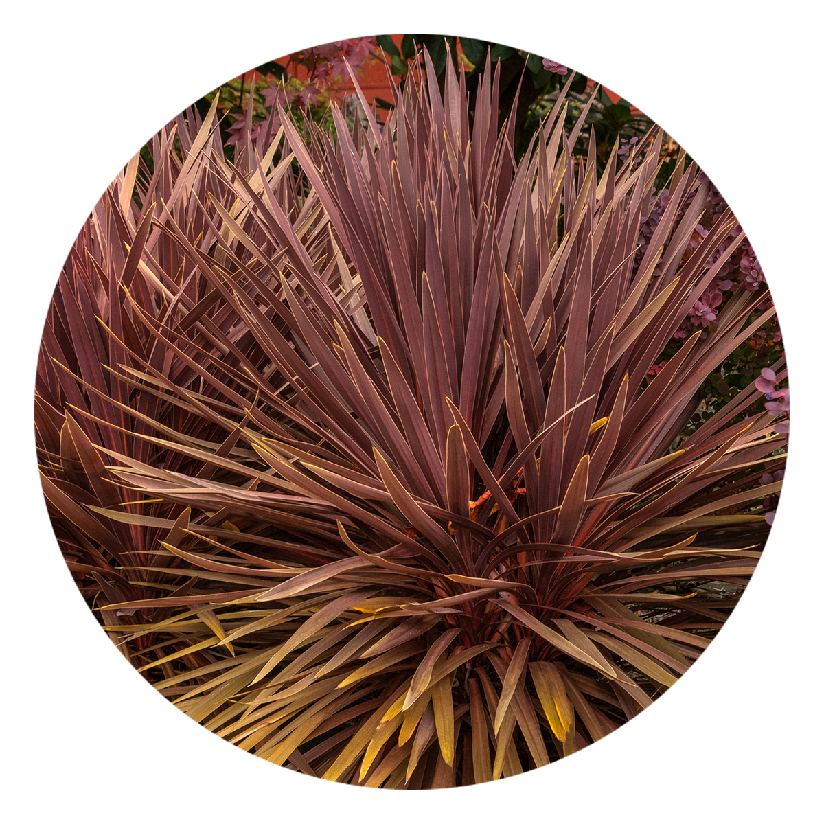 View Here: Cordyline 'Red Star'