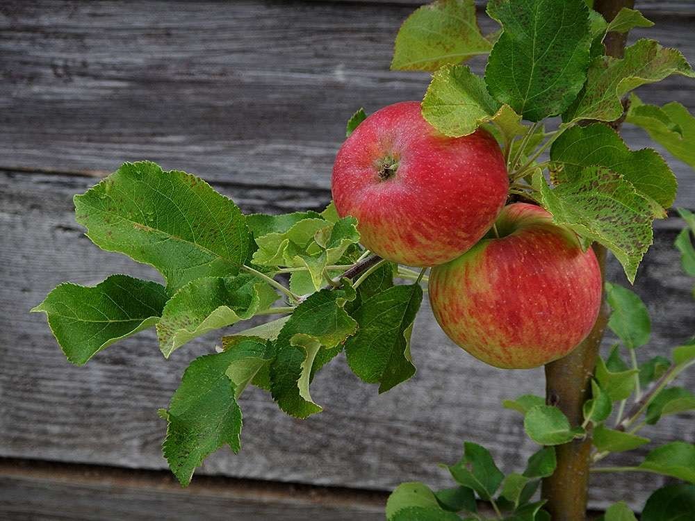 Strawberry Parfait antique apple