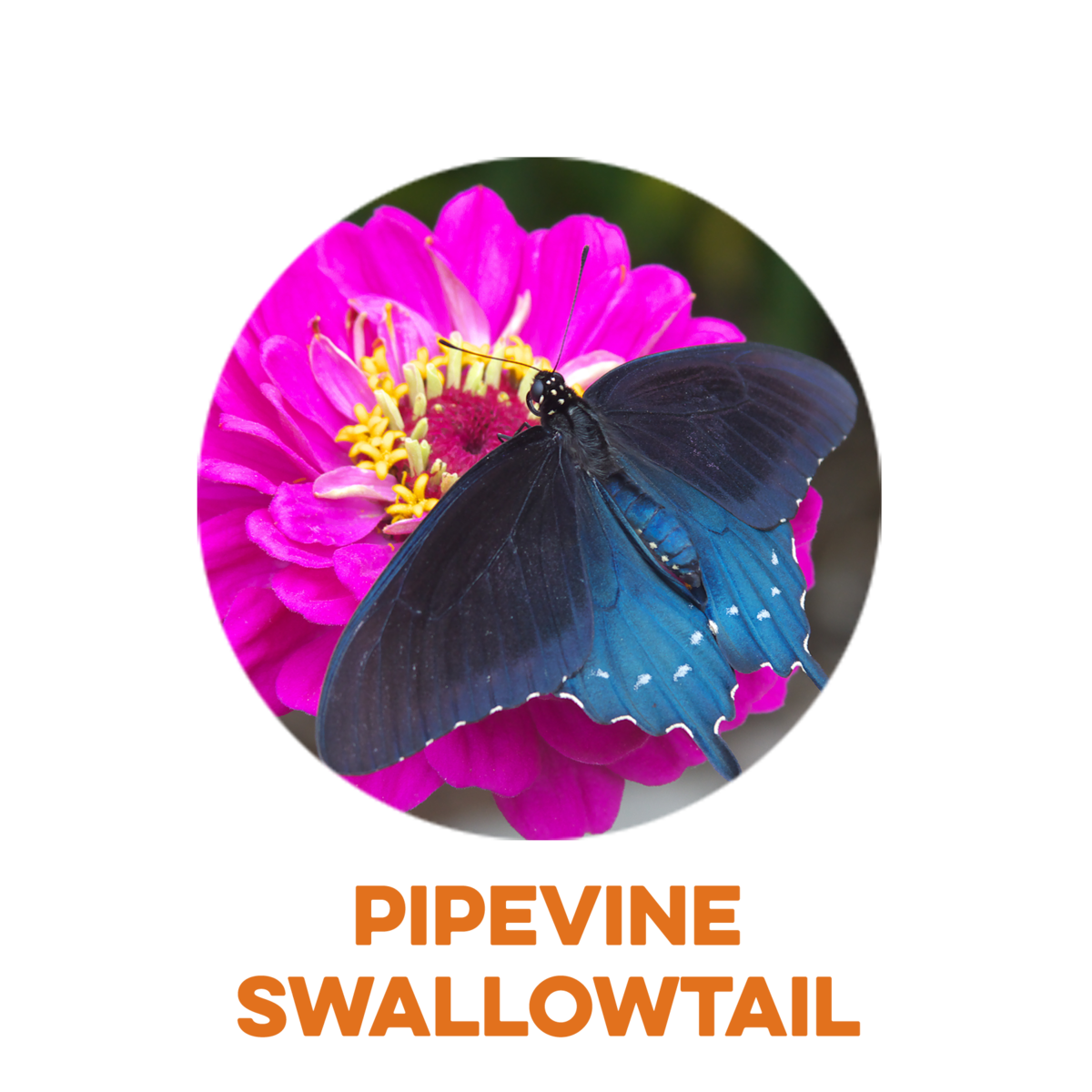 Pipevine Swallowtail