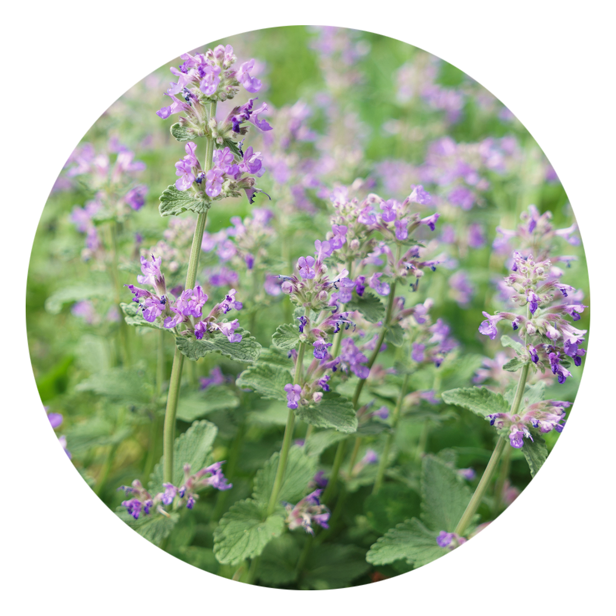 View Here: Catmint