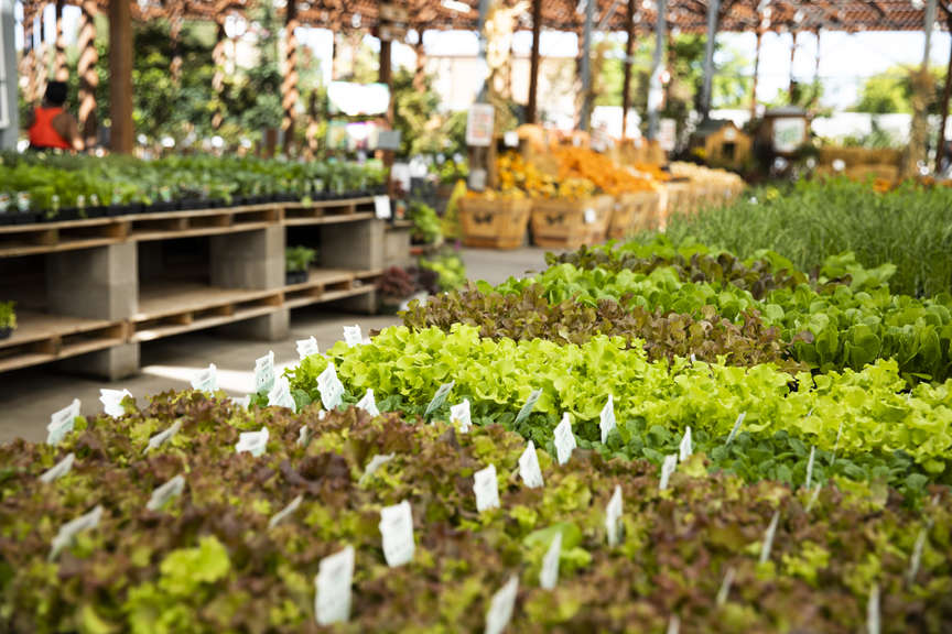 Fresh veggies starts on table in nursery with pumpkins in background