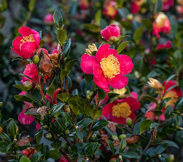 Camellia s. 'Yuletide'