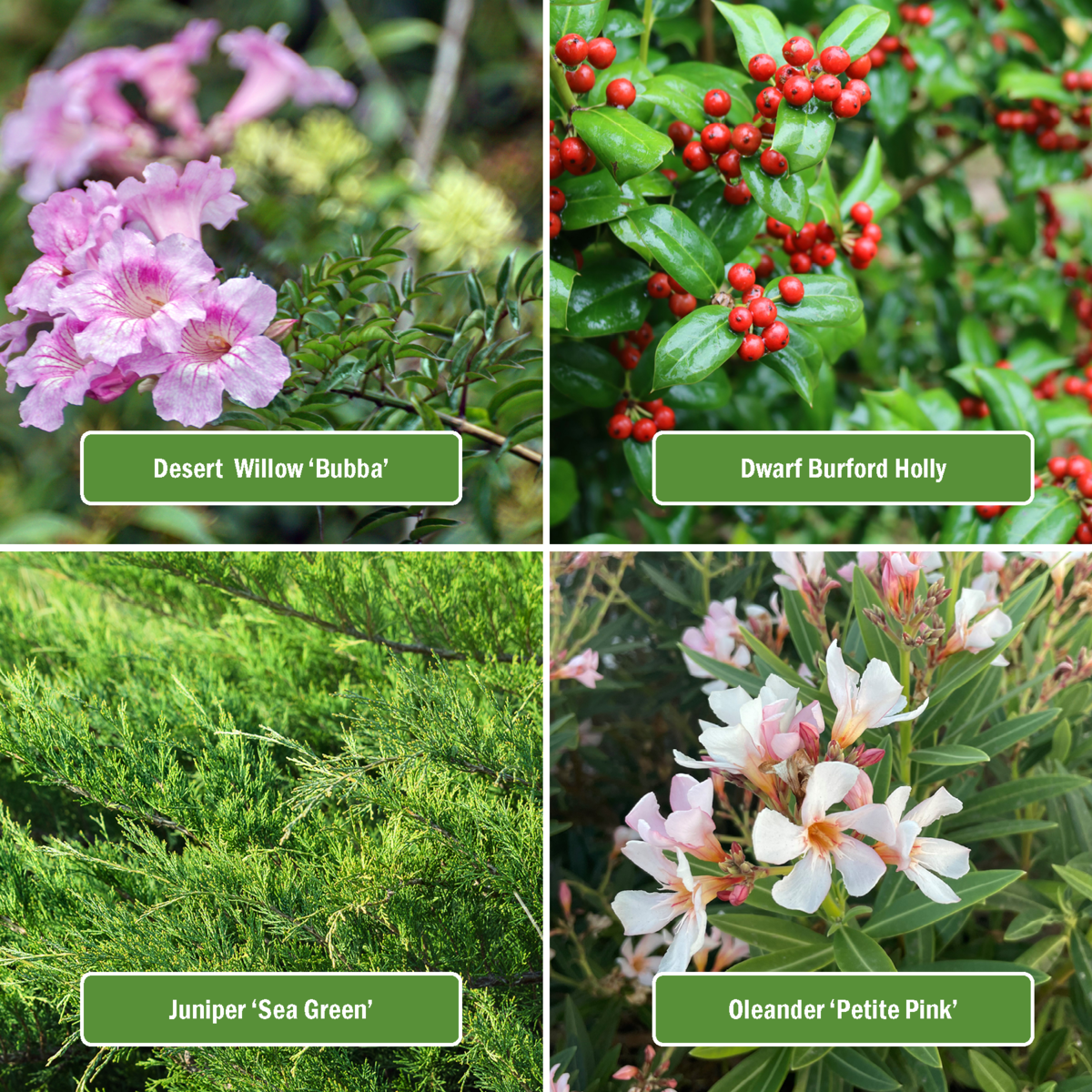 Plant list includes: Desert Willow Bubba, Dward Burford Holly, Oleander Petite Pink, Juniper Sea Green.