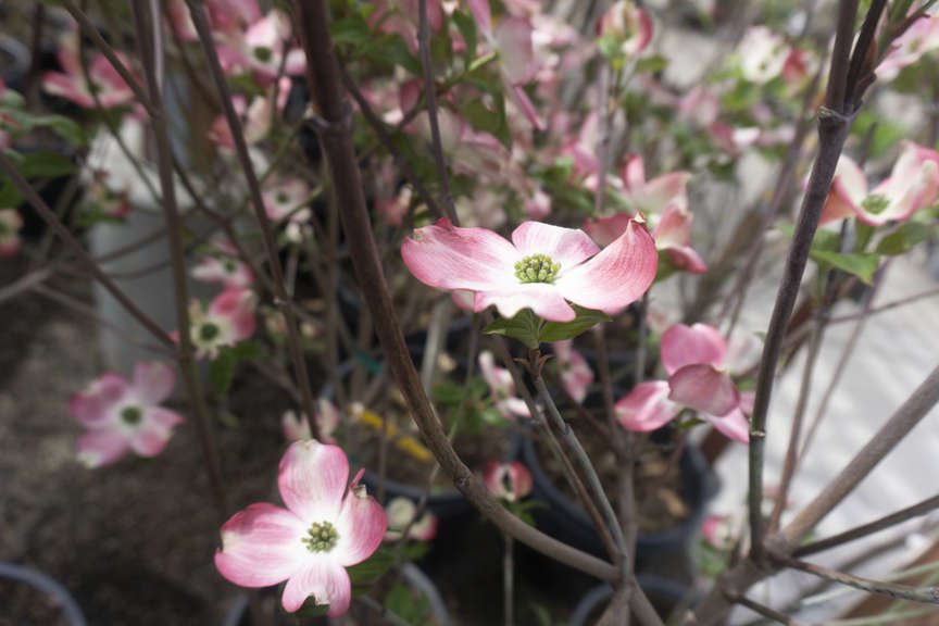 Close up of Pink Flowering Dogwood flowers