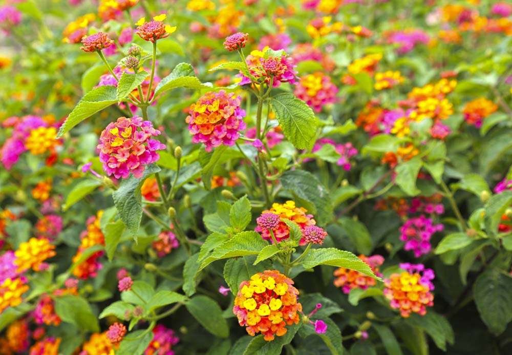 Multicolored Lantana shrub, with colorful blooms that are yellow, pink, and orange.