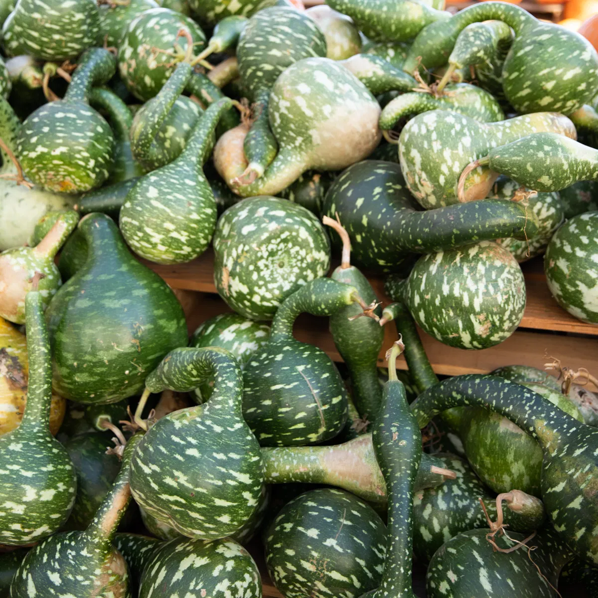 Gooseneck Green Gourd