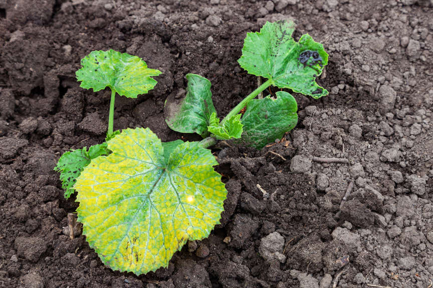 Zucchini plant with diseased leaves