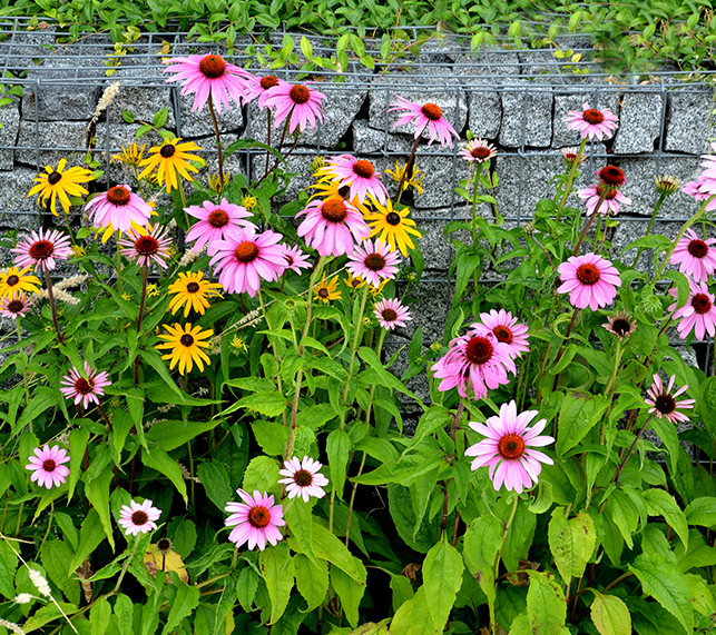 Garden with Echnacea and Rudbeckia