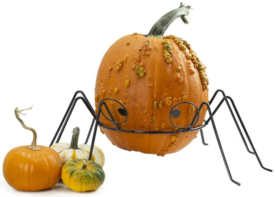Pick your Perfect Pumpkin Pick your Perfect Pumpkin