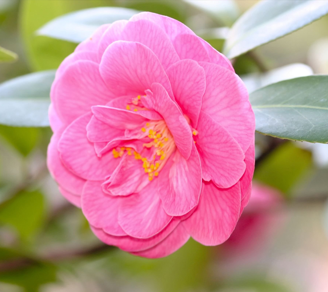 Camellia