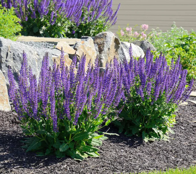 Woodland Sage In Bloom