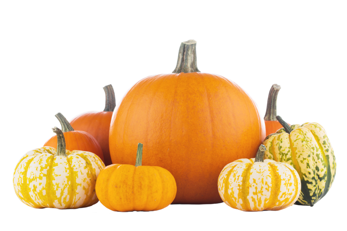 Pick Your Perfect Pumpkin — Green Acres Nursery & Supply