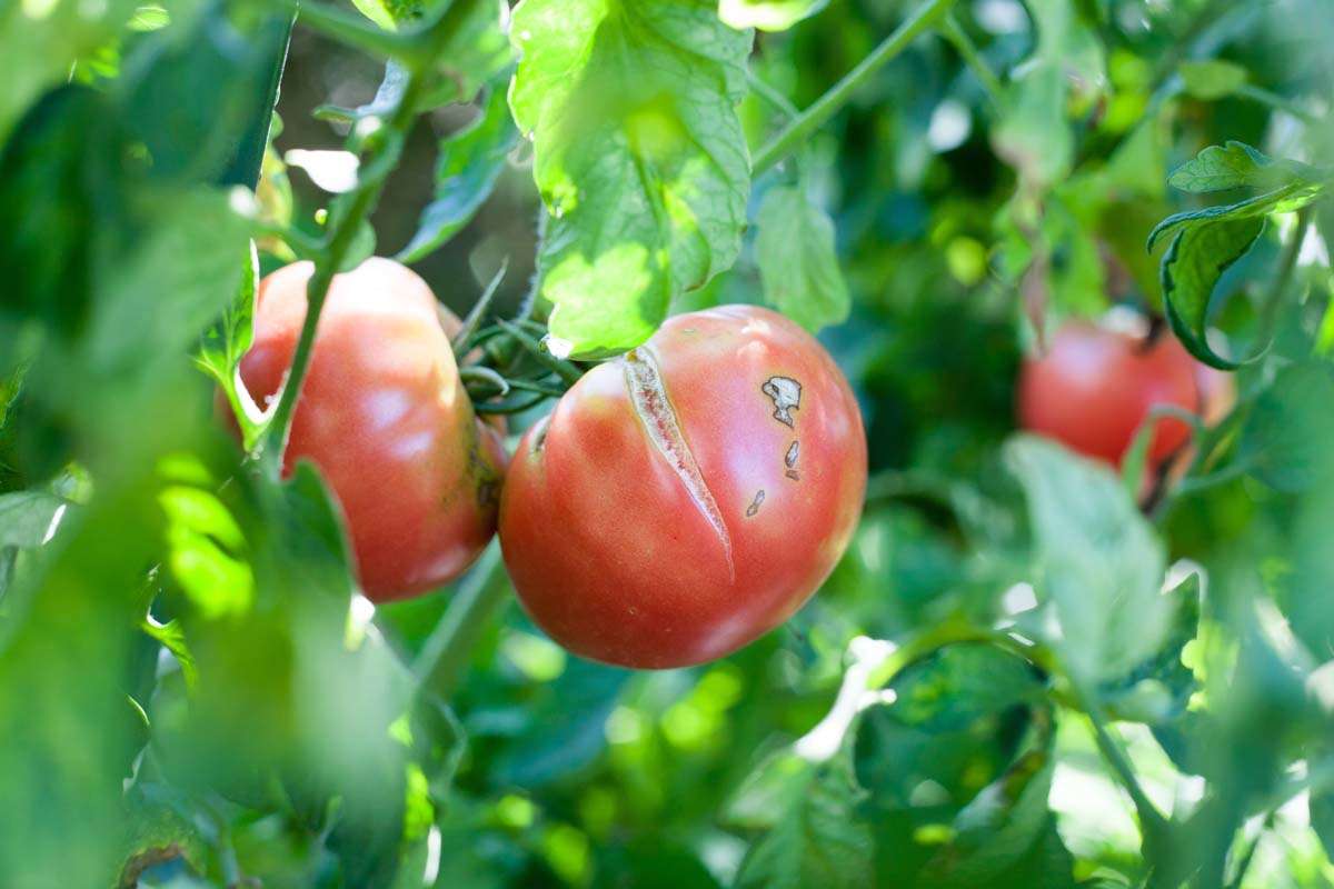 Stink bug damage on tomato