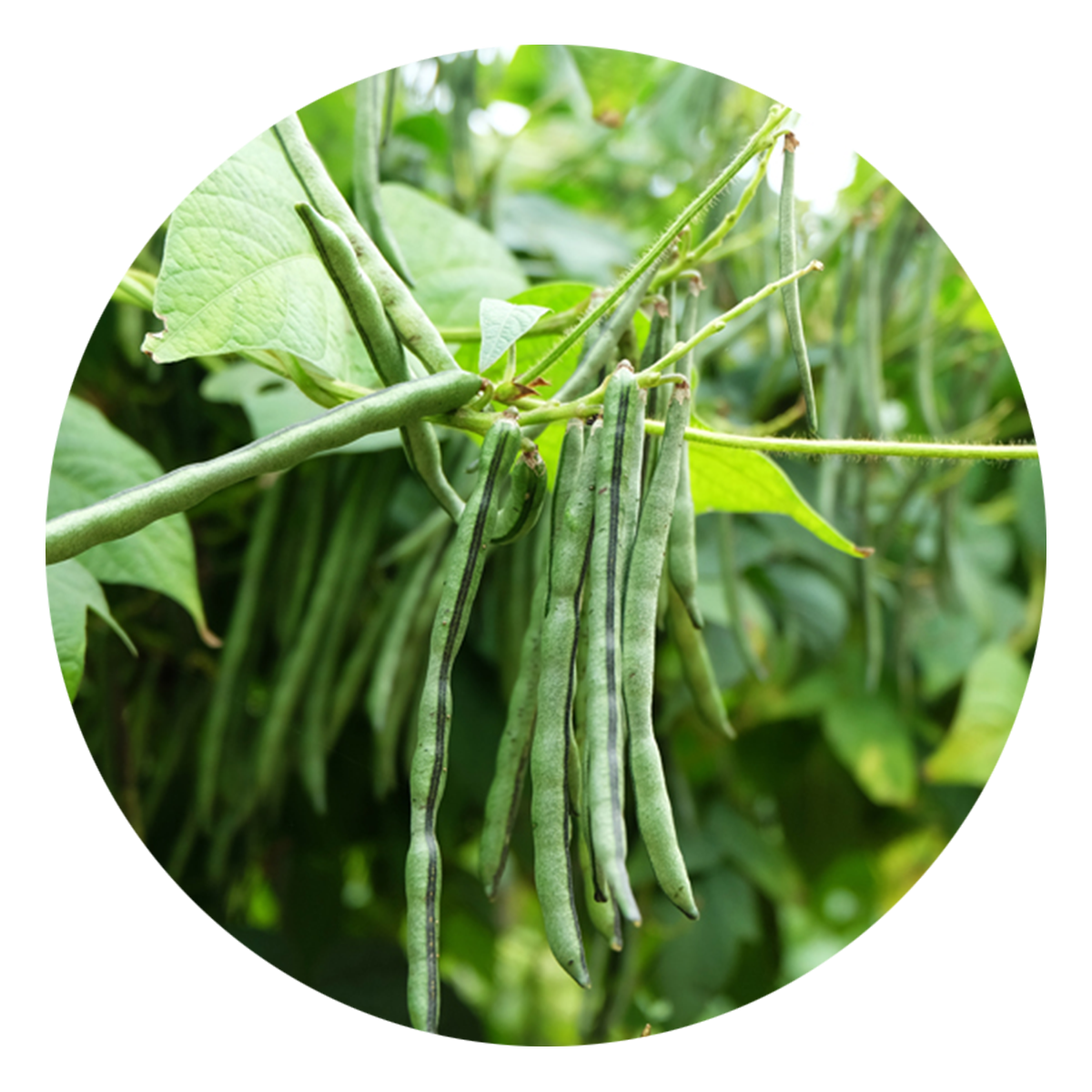 Pole Beans 