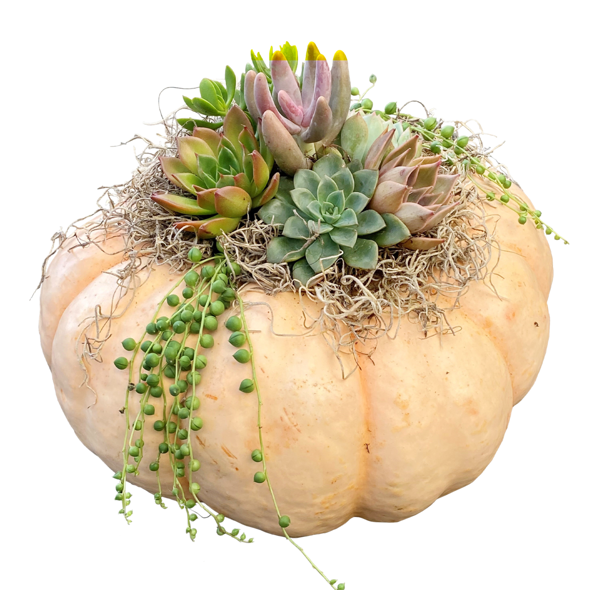 Succulent Pumpkin