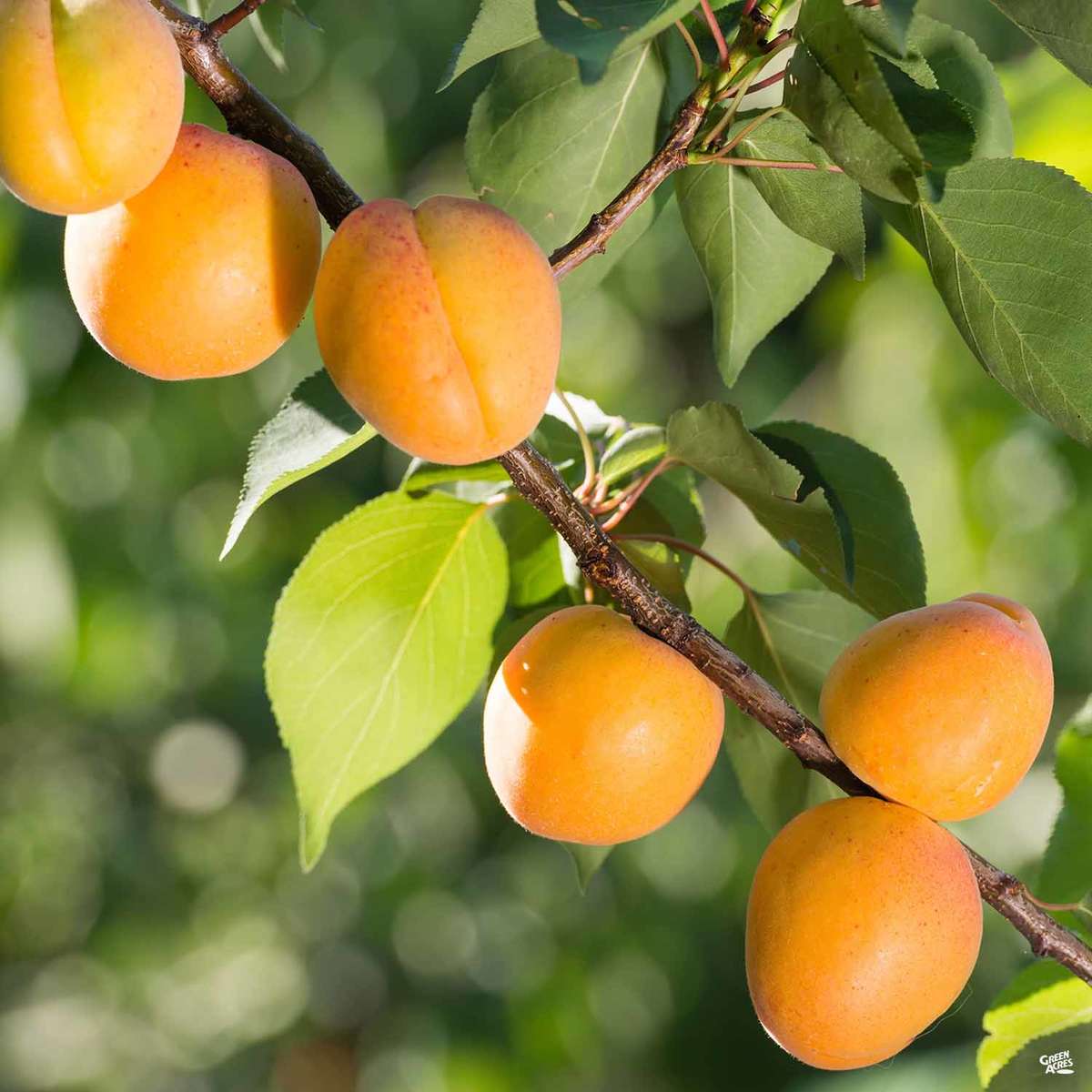 Puget Gold Apricot Tree