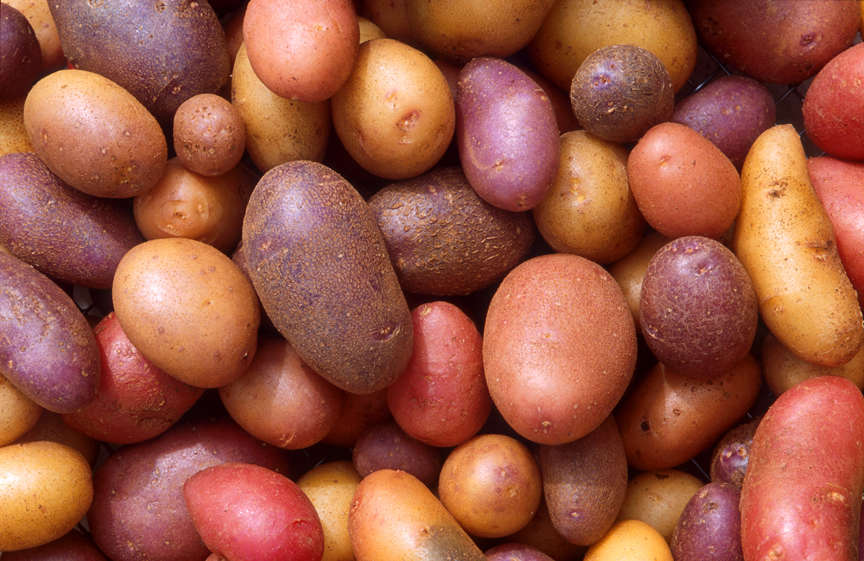 Multiple Varieties of Potatoes