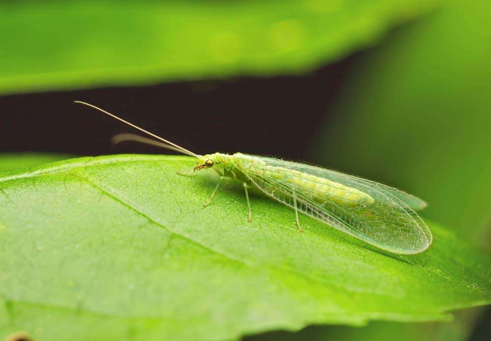 Lacewing on Leaf