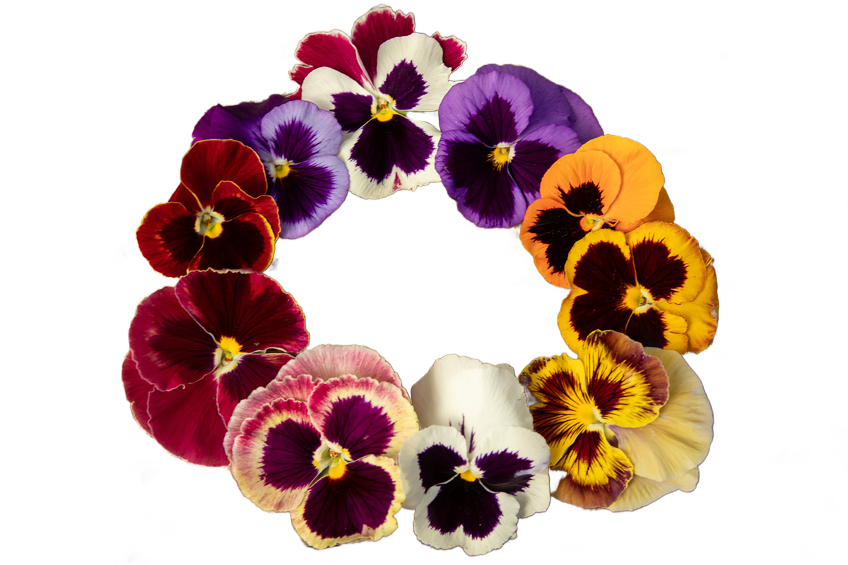 An assortment of colorful pansy blooms