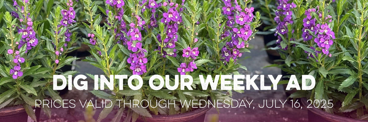 Banner with Red Crape Myrtle . Text reads "Dig Into Our Weekly Ad, with valid prices through Wednesday, July 9, 2025
