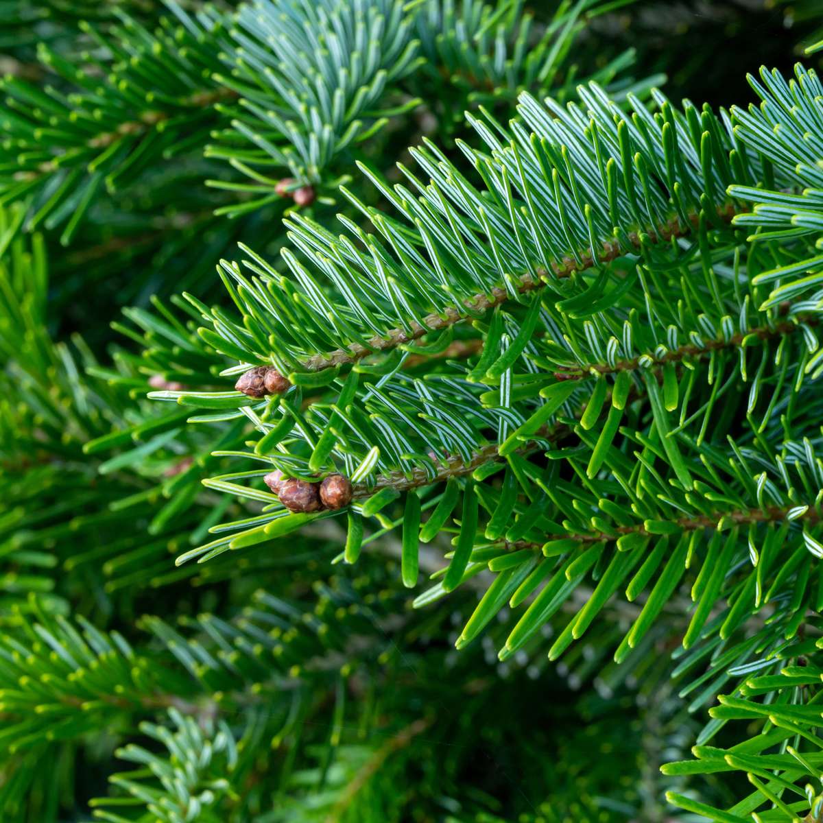 Nordmann Fir