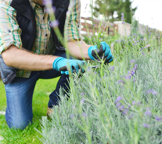 Person trimming a lavender bush