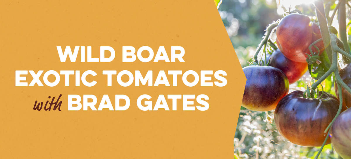 Wild Boar Farms Exotic Tomatoes