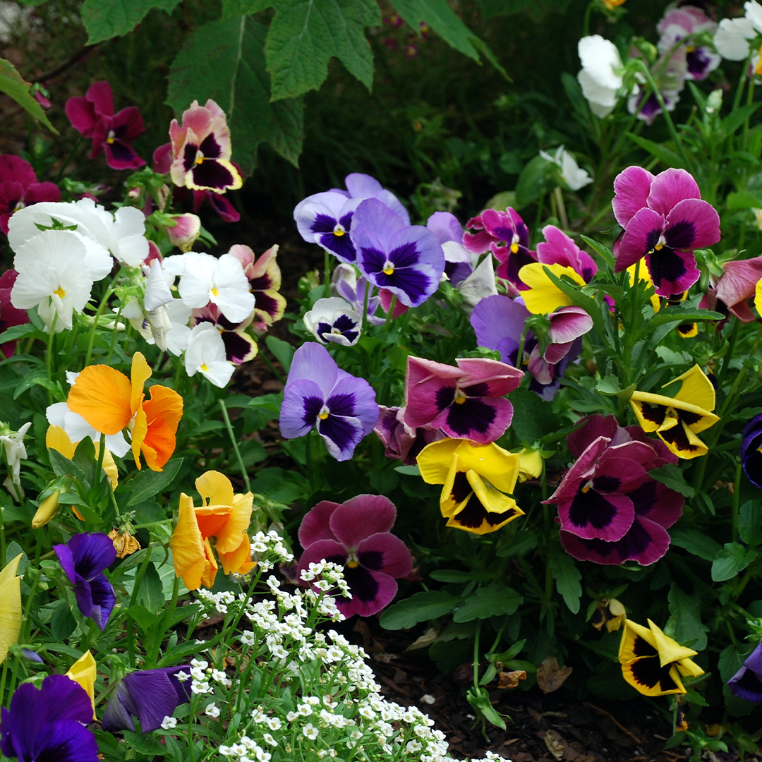 Pansies in the garden