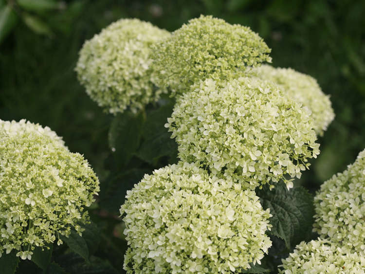 Smooth Hydrangea