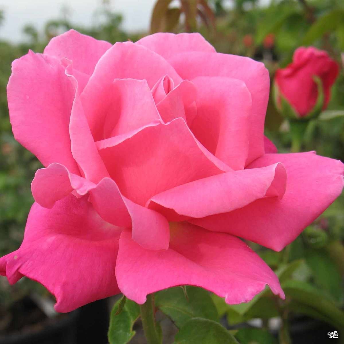 Hybrid Tea Rose 'Perfume Delight'