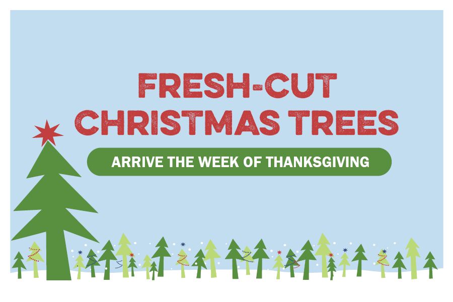 Fresh-Cut Christmas Trees Arrive The Week of Thanksgiving