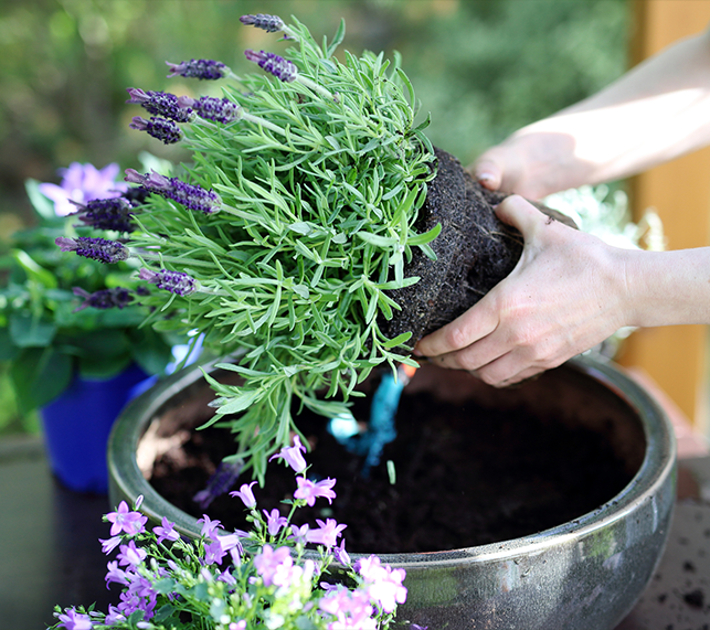 Hands planting lavender in a pot.