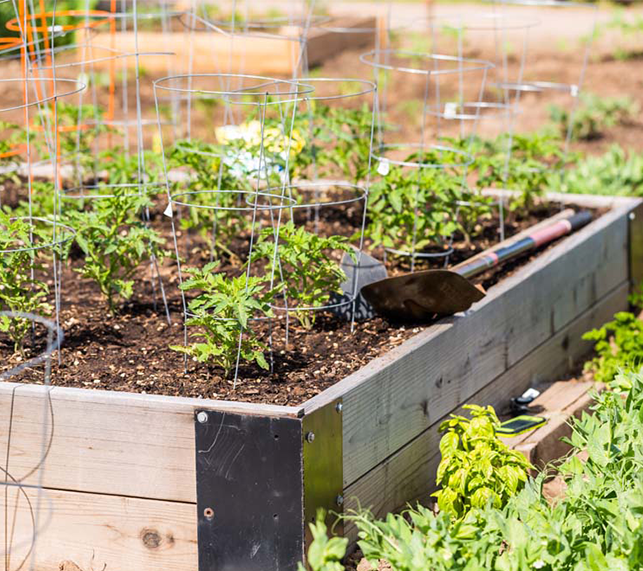 Raised bed with tomato 