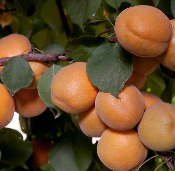 Dave Wilson Nursery Apricot 'Brittany Gold'