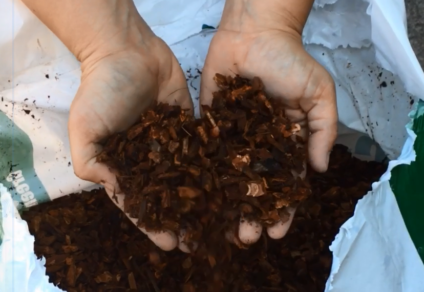 Hands holding mulch