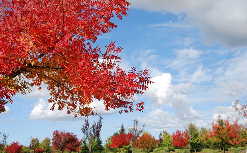 Colorful fall foliage and blue sky