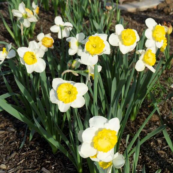 Daffodils in Garden Bed