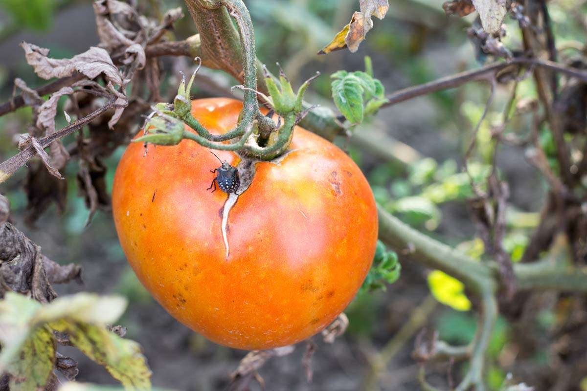 Tomato on vine with cracking and scarring