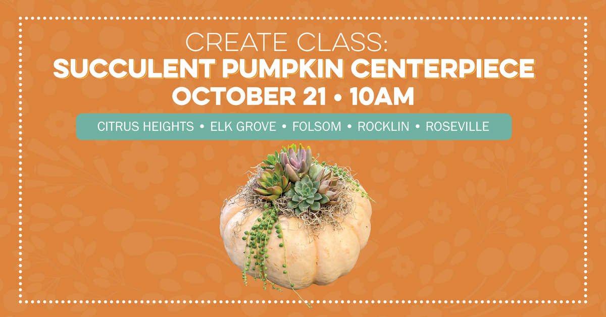 Create Class: Succulent Pumpkin Centerpiece on October 21 at 10am at the following location citrus heights, elk grove, folsom, rocklin, roseville