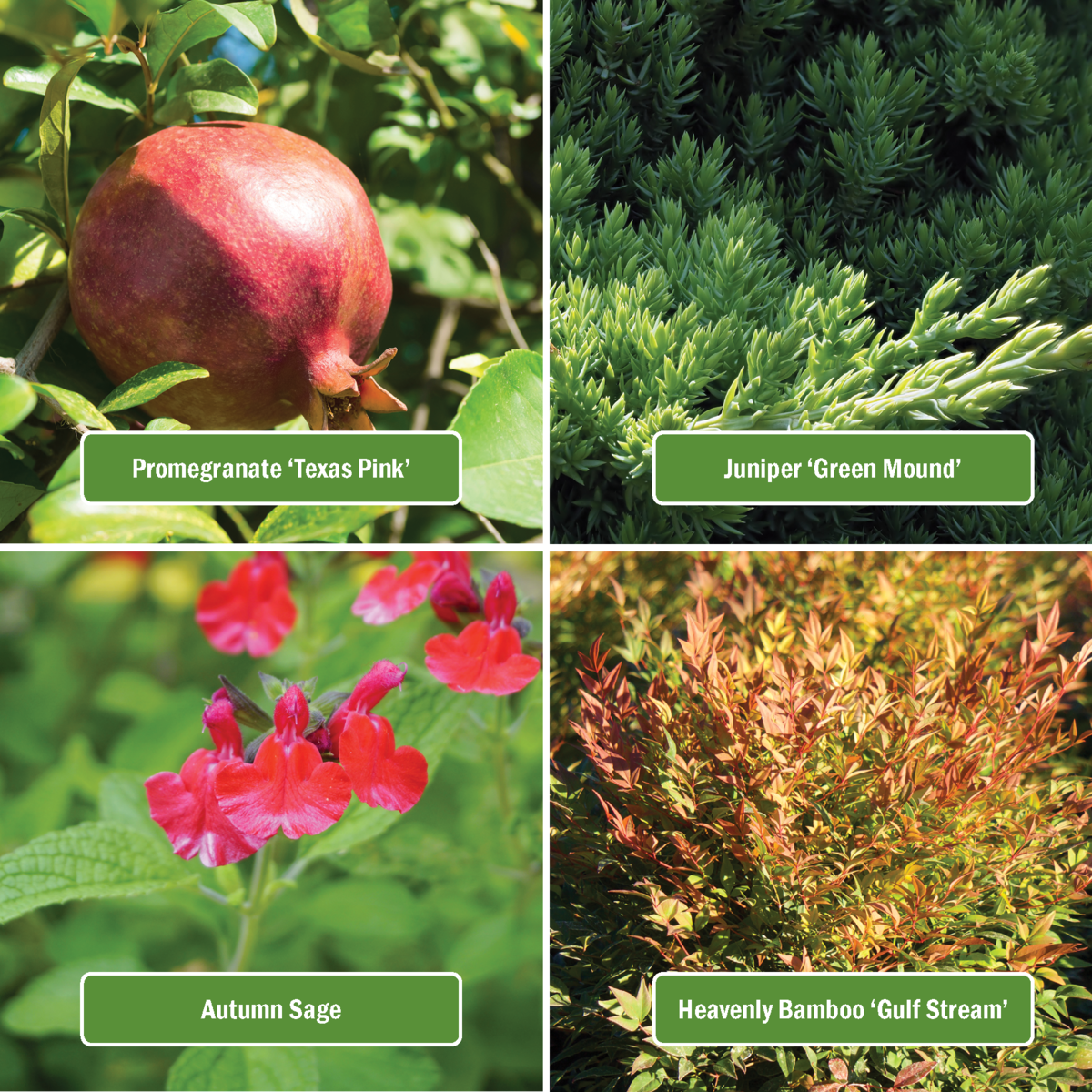 Plant List: Pomegranate Texas Pink, Autumn Sage, Juniper Green Mound, Heavenly Bamboo Gulf Stream 
