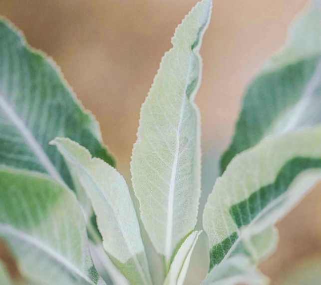 California White Sage